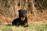 ROTTWEILER 648